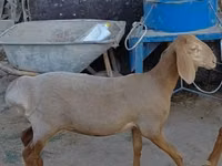 भेड़, Arashan sheep — फ़ोटो 3