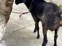 Carnero, Arashan sheep — foto 2
