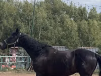 घोड़ा, Trakehner — फ़ोटो 2