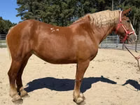 Horse (M), Belgian Draught — photo 1