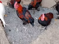 मराँस — फ़ोटो 5