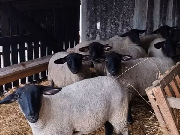 أغنام (دفعة، الجنس غير محدد), White Suffolk sheep