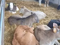 公牛, Simmental cattle — 照片 3
