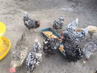 Chickens — photo 1