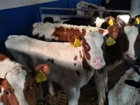 公牛, Simmental cattle — 照片 1