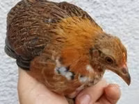 Chickens — 照片 3