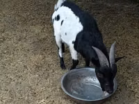 تيس, Nigerian dwarf goats — الصورة 2