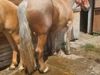 Yegua, Caballos — foto 4