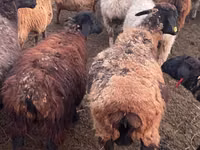 Carnero, Kazakh fat-tailed coarsewool sheep — foto 2