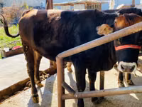 Vache, Aberdeen-Angus — photo 1