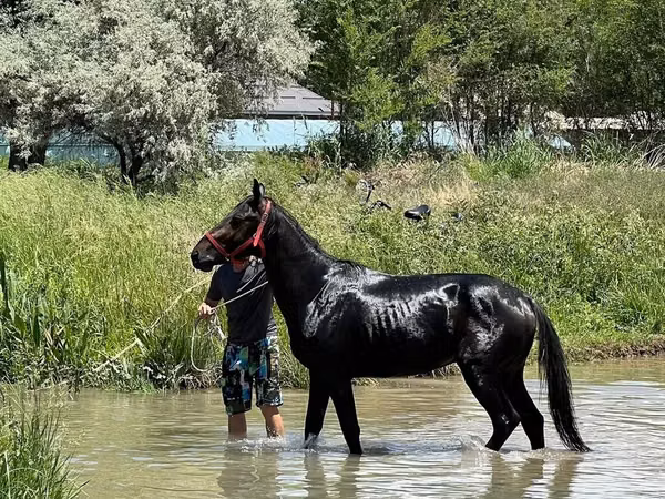 Caballo, Karachay horse