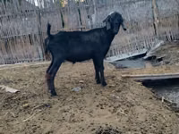 公山羊, Anatolian Black goats — 照片 5