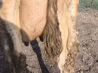 Kuh, Swiss cattle — Foto 1
