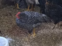 Chickens — 照片 1