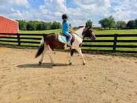 Cheval, Pinto horses — photo 5