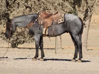 公马, Quarter Horse — 照片 3
