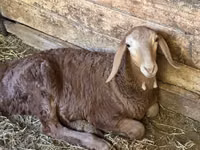 Brebis, Afghan Arabi sheep — photo 4