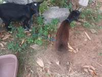 Chèvre, American pygmy goats — photo 4