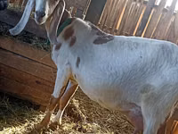 Billy Goat, Kamori goats — photo 4