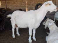 عنزة, Saanen goat — الصورة 4