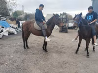 Hengst, Thoroughbred horse — Foto 1