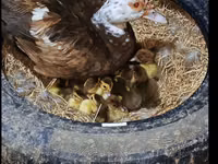 pato criollo doméstico — foto 1
