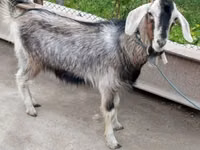 母山羊, Irish goat — 照片 4