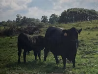 بقرة, Swiss cattle — الصورة 1