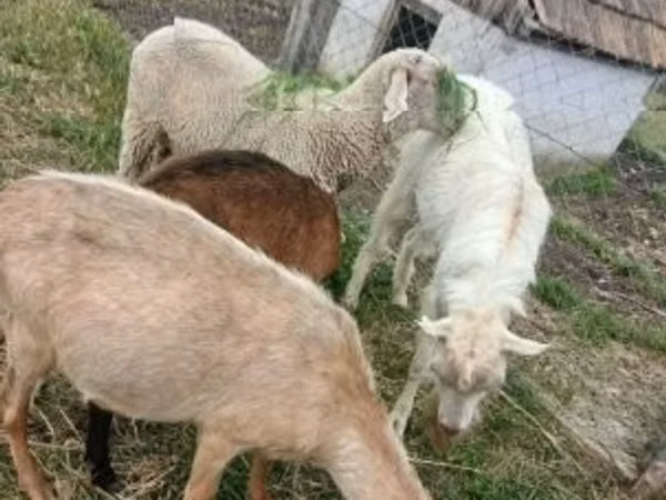Widder, Merino sheep