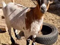 Boucs, Dutch Landrace goats — photo 5