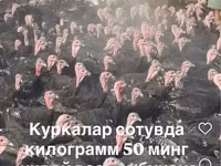 Slovenian Silver Hen — photo 3