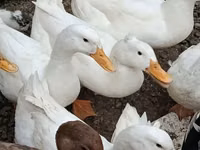 Deutscher Pekin — Foto 1