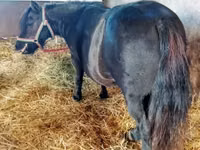 فرس, American shetland pony — الصورة 1