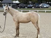 Jument, Rocky Mountain Horse — photo 1