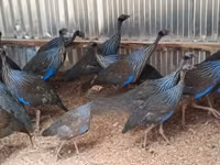 Guinea fowl — photo 1
