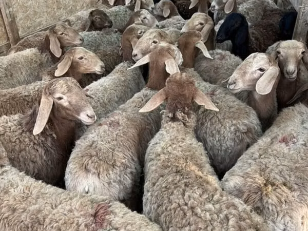 Schaf, Schafe