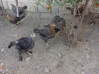 Slovenian Barred Hen — photo 1