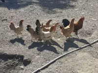 Chickens — foto 3