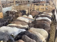 Brebis, Krasnoyarsk sheep — photo 2