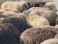 Bélier, Moutons — photo 2