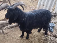 عنزة, Dagestan coarsewool goat — الصورة 2