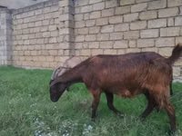 Chèvre, Alpine goat — photo 1