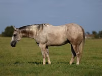 公马, Quarter Horse — 照片 1