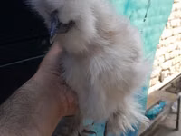 Chickens — फ़ोटो 7
