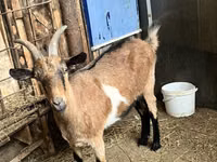 Chèvre, Alpine goat — photo 2