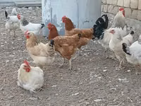 लाकेनवेल्डर — फ़ोटो 2