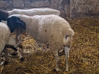 Carnero, Dorper sheep — foto 2