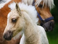 Caballos (lote, sexo no especificado), Shetland Pony — foto 6