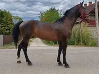 母马, Horses — 照片 1