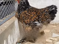 Chickens — photo 2